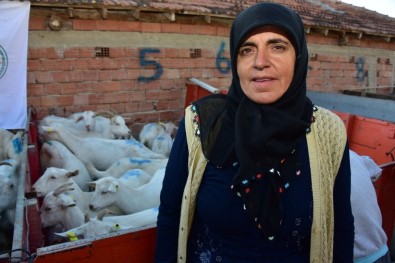 Büyükşehir Vezirköprü'de 10 Çiftçiye 220 Keçi Dağıttı