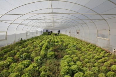 Genç Çiftçinin Seracılık Projesine, Babaannesi Bekçilik Yapıyor