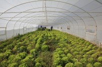 OĞLAN - Genç Çiftçinin Seracılık Projesine, Babaannesi Bekçilik Yapıyor