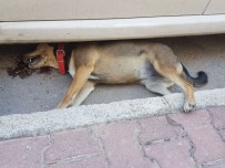 SOKAK KÖPEĞİ - Hayvanları Koruma Günü'nde Katliam