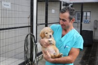 DÜNYA HAYVANLARı KORUMA GÜNÜ - Minik Öğrencilerden Anlamlı Ziyaret