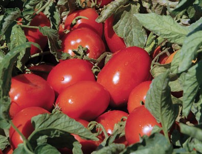 Rusya'dan beklenen domates müjdesi geldi