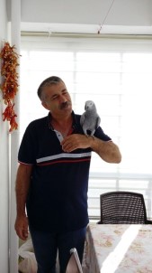 'Yakup' Adlı Papağanını Bulana Sahibi Para Ödülü Verecek