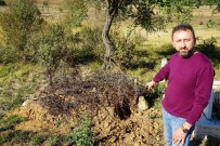 Ceset Yiyen Ayı, Kastamonu'da Yeniden Ortaya Çıktı Haberi