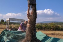 ÇÖREK OTU - Domaniç'te Alternatif Ürün Sevinci