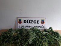 Düzce'de 56 Kök Hint Keneviri Yakalandı