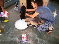 Hayvanseverden Sokak Hayvanlarına Süt