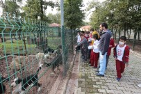 DÜNYA HAYVANLARı KORUMA GÜNÜ - Minik Öğrencilerden Sokak Hayvanları Geçici Bakımevi'ne Ziyaret