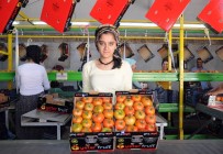 Rusya'nın Domates İthalatına Mersin Talip