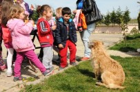 MİRKELAM - Tekirdağ'da 'Mutlu Pati' Şenliği