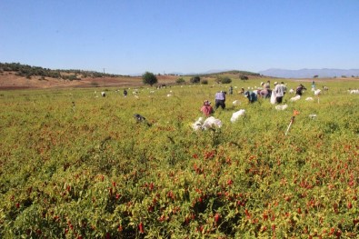 Türkiye'nin İkinci Büyük Biber Üretimi Hasancalı'da Gerçekleştiriliyor