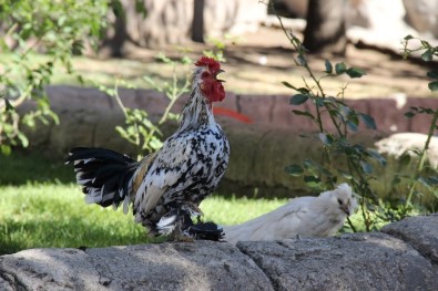 Çay Bahçesinde Süs Tavuğu Ve Horozu Besliyor