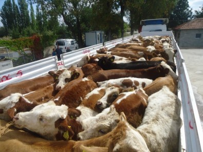 Genç Çiftçiler Büyükbaş Hayvanlarına Kavuşuyor