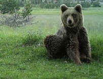 ÇAKAL - Mersin'de ilk kez bozayı görüntülendi