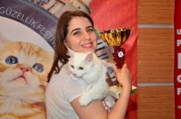 ABDURRAHIM KARAKOÇ - Pursaklar'da Hafta Sonu Kedi Güzellik Festivali Var