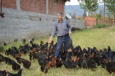 Kızı İçin Tavuk Çiftliği Kurdu, Organik Yumurta Üretiyor