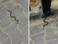 VEYSEL EROĞLU - Küre Dağaları Milli Parkı'nda Yeni Engerek Türü Tespit Edildi