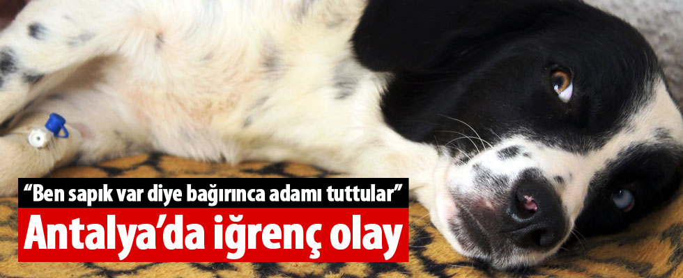 Antalya'da köpeğe tecavüz iddiasında linç girişimi