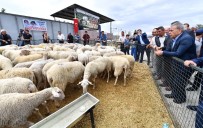 CELIL ATEŞOĞLU - Büyükşehir'in Umut Sürüsü Büyüyor