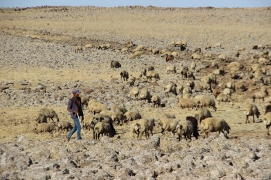 Diyarbakır'da Hayvancılar, 3 Bin TL'ye Çalışacak Çoban Bulamıyor