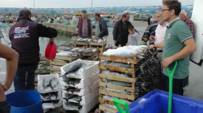 Karadenizli Balıkçılar Tek Seferde 600 Torik Yakaladı