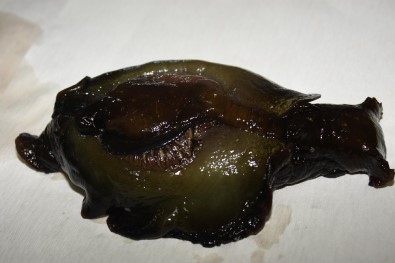 Çanakkale Boğazı'nda deniz tavşanı karaya vurdu