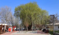 ÇUKURAMBAR - Çankaya Park, Uğur Mumcu Parkı Oluyor