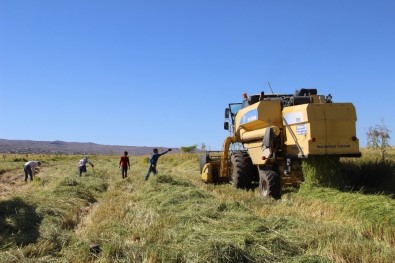 Karacadağ'da Pirinç Hasadı Başladı