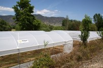 VEYSEL EROĞLU - Orman Ve Su İşleri Başkanlığı Eskişehir'deki Orman Mahallelerinde Yaşayan Vatandaşlara Destek