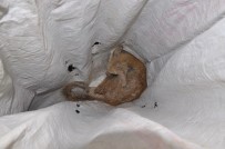 ALTıNÜZÜM - Aç Ve Hasta Tilki Yavrusu Milli Parklar Şefliğine Teslim Edildi