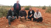 Arsasındaki 350 Zeytin Ağacını Kesti