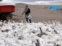 KULUÇKA MAKİNESİ - İşsizdi, Köyde Kurduğu Kaz Tesisiyle Kendi İşinin Patronu Oldu