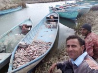 İBRAHIM ERDOĞAN - Çin Sazanı Balıkçıların Korkulu Rüyası Oldu