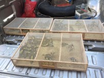 FLORYA KUŞU - Suriyelilerin Kaçak Yollara Satmaya Çalıştığı Kuşlar Özgürlüğüne Kavuştu