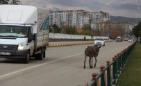 Trafikte İlerleyen Eşek Sürücülere Zor Anlar Yaşattı