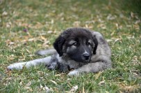 KADıOĞLU - Çöplükteki 'Şanslı'nın Şansı