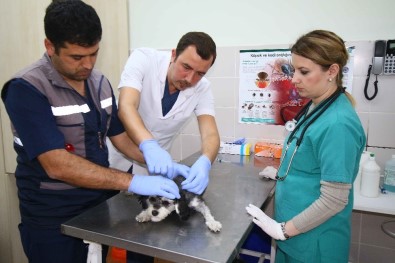 Bayraklı'da Kuduza Geçit Yok