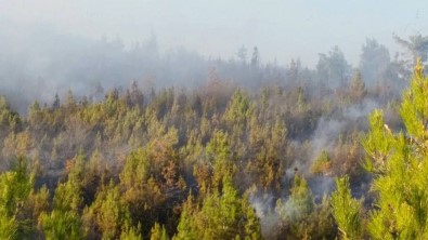 Denizli'de Orman Yangınında 1.5 Hektarlık Alan Yandı