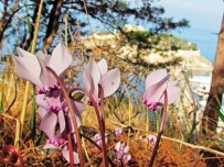 KURBAĞA - Kuşadası Sonbaharda Açan Çiçekleri İle Ayrı Bir Güzel