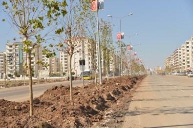 Büyükşehir, Diyarbakır'ı Ağaçlandırıyor