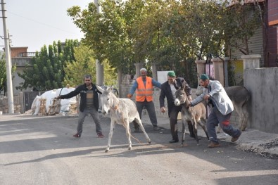 Dargeçit'te Başı Boş Hayvanlar Sokaklardan Toplandı