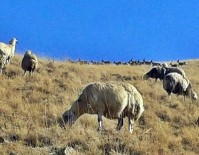 BAŞPıNAR - Erzincan'da 35 Dağ Keçisi Koyun Sürüsüne Katıldı