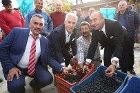 ZEYTİN AĞACI - Nilüfer'de 'Zeytin Buluşması'