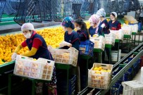 EGE İHRACATÇı BIRLIKLERI - Aydın İthalatının Üç Katı İhracat Yaparak Rekor Kırdı