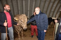 İSMAİL BALABAN - Başkan Kafaoğlu Hayvan Pazarını İnceledi