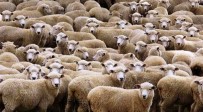 ZAFER ENGIN - Genç Çiftçilere Koyun Dağıtıldı