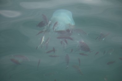 Kemerli Tarakçı Balıkları'nın Deniz Anasına Saldırı Anı Kameralara Yakalandı