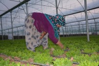 Tarlada 40 Kuruş, Pazarda 3 TL