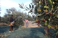 Zeytinin Taneden Yağa Uzanan Yolculuğu