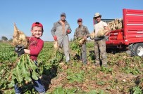 Pancarın Tonu Ortalama 178 TL